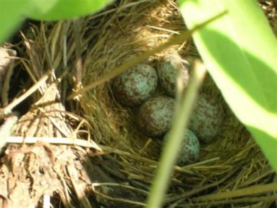Empty Nest Syndrome Image